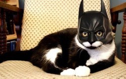 catman!