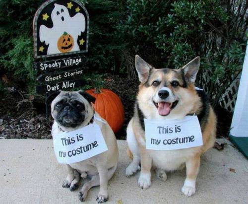 appledress:  thedailywhat:  What a couple of lazyass dogs. [arbroath.]  AHHHH 