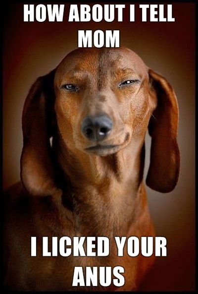 whataboutmikey:  filthymindedfag:  Bahahaha….if dogs could talk ;)  If only 