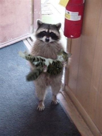 dangerhamster:  holy-moly:  why yes, that is a Raccoon carrying a kitten.  actual