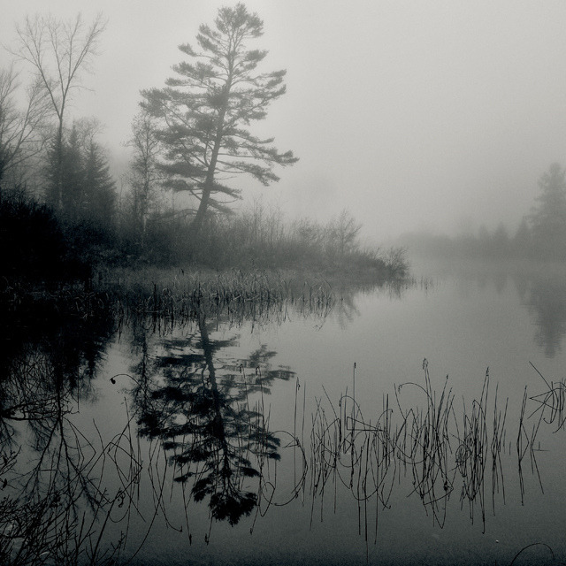 black-and-white:  The Mist (by 5-Points) 