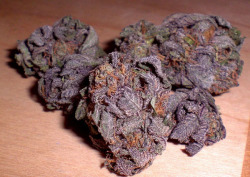 smokethattumblweed:  blackout purple 