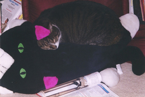 Cats fucking LOVE sleeping on cat-shaped pillows.