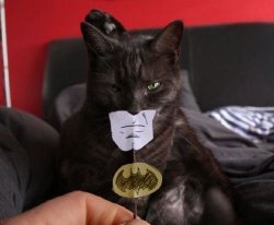 catman! 