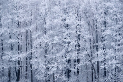 zombiekookie:  I want to feel your cold biting kisses, my mistress of winter…. snow. 