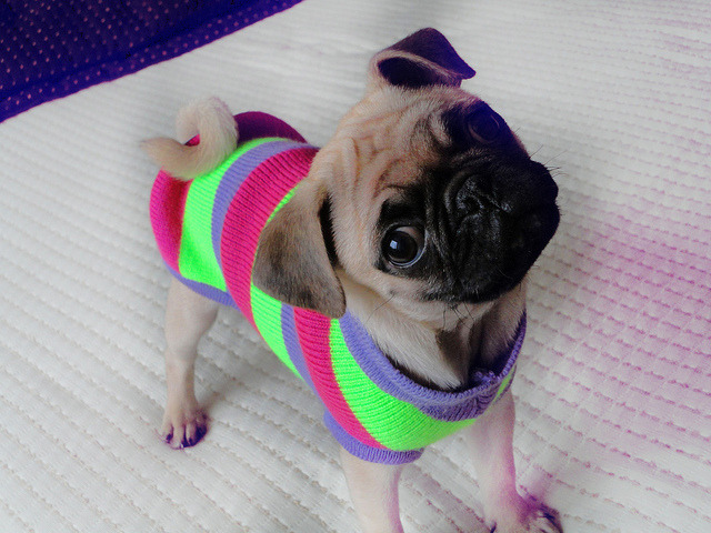 cutepugpics:  Snazzy getup there, puglet! (via pinknailsinparis) 
