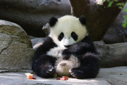 fuckyeahgiantpanda:  Yun Zi kicking back