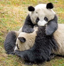 fuckyeahgiantpanda:  Two pandas playing at the Wolong Nature Reserve in China. By Chi King. 