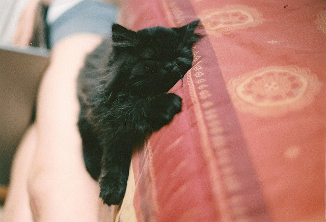 mreames:  hayleyweatherfield:obliteratedheart:angus (luisa cativo)  The leetle faaace.
