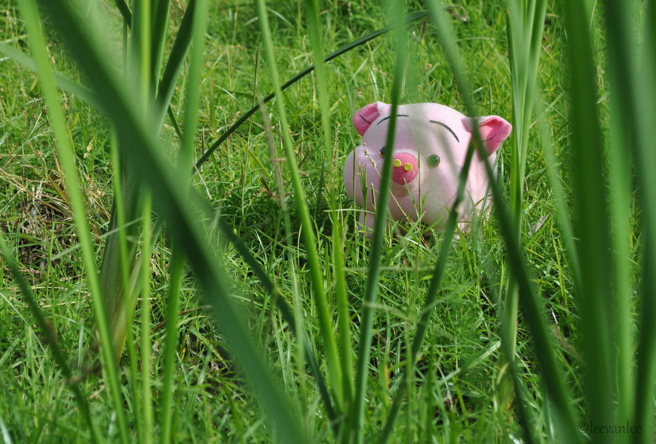 oink oink. &lt;3