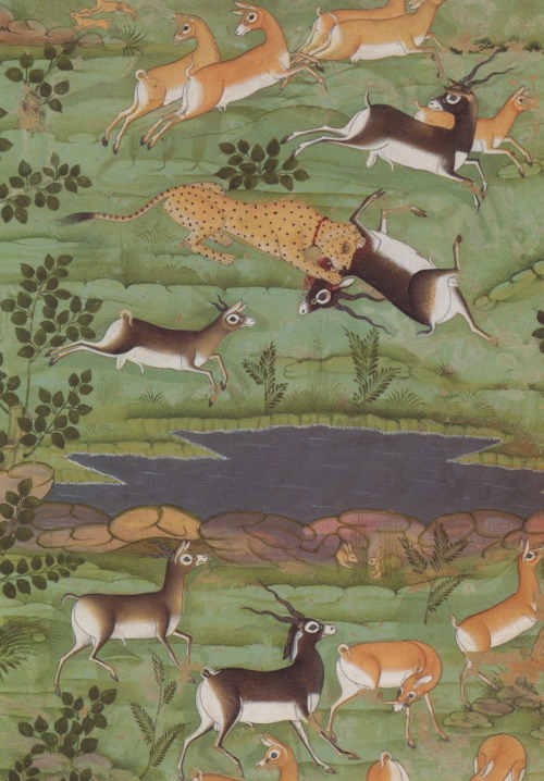 missfolly: Shah Jahan Hunting Deer with Trained Cheetahs (detail), Rajasthan, India, ca. 1710