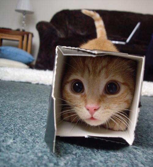 zombiemovies:  :3 