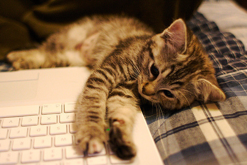 kittiesntitties.tumblr.com/post/1505817841/
