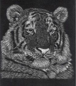 Here is a picture of a Tiger I created by the method of scratch art. I like it except for the nose&hellip;