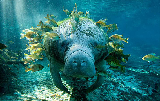 animals, animals, animals — MANATEE or SEA COW being “cleaned” by fish  Large,...