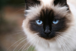 Little-Snidget:  Unbelievable How Beautiful This Cat It. And I Hate Cats, They Disgust