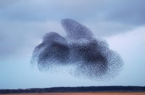 Starlings formations