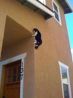 It&rsquo;s Parkour Kitty!