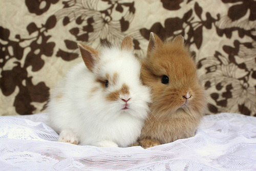 fuckyeahgirlythings:  theanimalblog:Submitted by dreamingofinspiration 