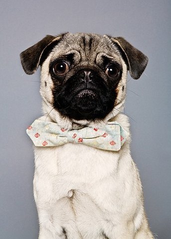 aynbland:  ffffound  Ffffff so cute &lt;3