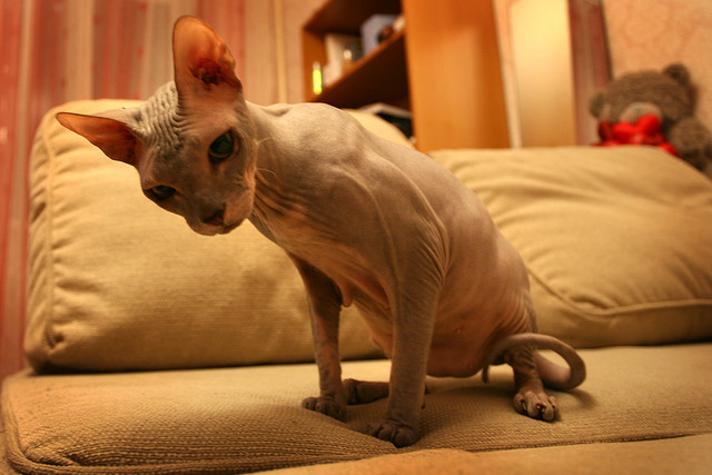 Fuck Yeah Hairless Cats