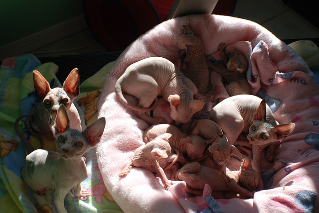 blaqkheaven:  donnerdont:  SO. MANY. CUTIES.   DONNNNNNA WHEN I MOVE NORTHEAST WE