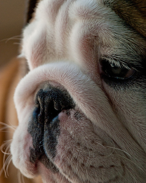 fuckyeahbulldog:  Macro Puppy! (by Jennifer Dayton) Sorry guys, we’ve moved, been