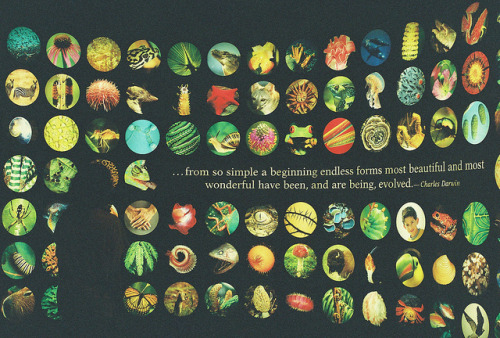 jennifersbody:  (by Madeline)  Chicago Field Museum <3