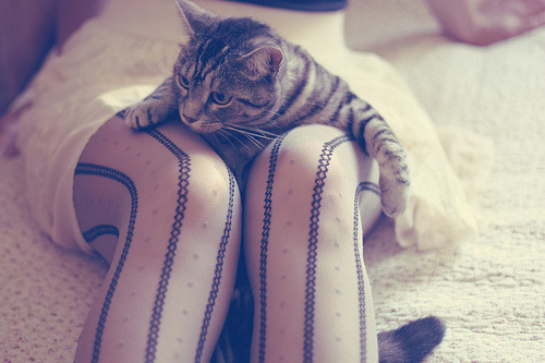 itsjusttextbookstuff:  cat&tights.