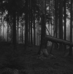 untitled photo by Ruggero Maramotti, all the trees of sweden series, 2010