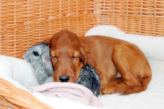 thedailywhat:  One-Sided Symbiosis of the Day: Comfy doggy is comfy. [reddit.]  Clever