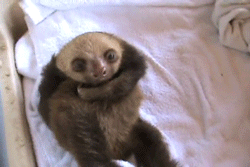SLOTH GIFS