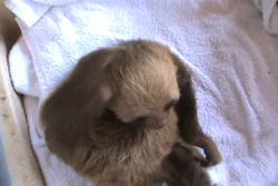 SLOTH GIFS