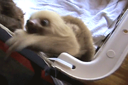 SLOTH GIFS