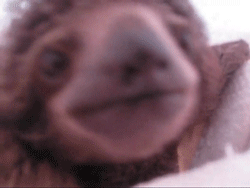 SLOTH GIFS