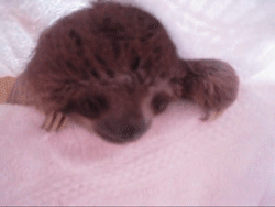 SLOTH GIFS