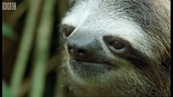 SLOTH GIFS