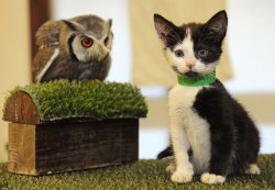   A real-life owl and the pussycat. A kitten and owl have become inseparable. The unlikely friendship began after a litter of stray kittens were handed in to the Hawk Conservancy Trust in Hampshire, after they were found abandoned on a nearby road, and