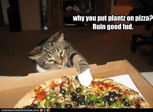 fuckyeahcomfortfood:  janedoe225:  playwithdinos:  goaquatic:  screamedatthesky: