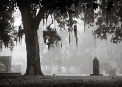 fuckyeahcemeteries:  Fog over Colonial Park