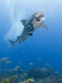 thedailywhat:  When Animals Attack Cameras of the Day: An underwater photographer was snapping photos of tiger sharks in their natural habitat, when this sneaky fellow swam up and swiped his camera from under him. Luckily, fellow sea pap Karin Brussaard