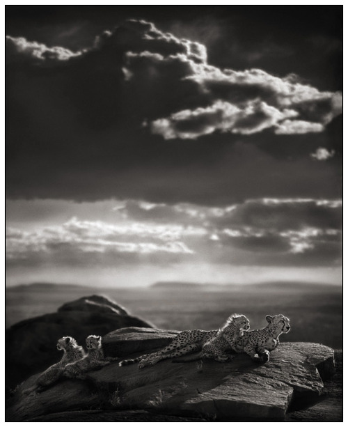 llbwwb:  Cheetah & Cubs Lying on Rock by Nick Brandt 