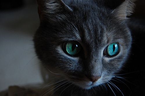 ITS THE REAL CHESHIRE CAT!!!!!!!!!!!!!!!!1