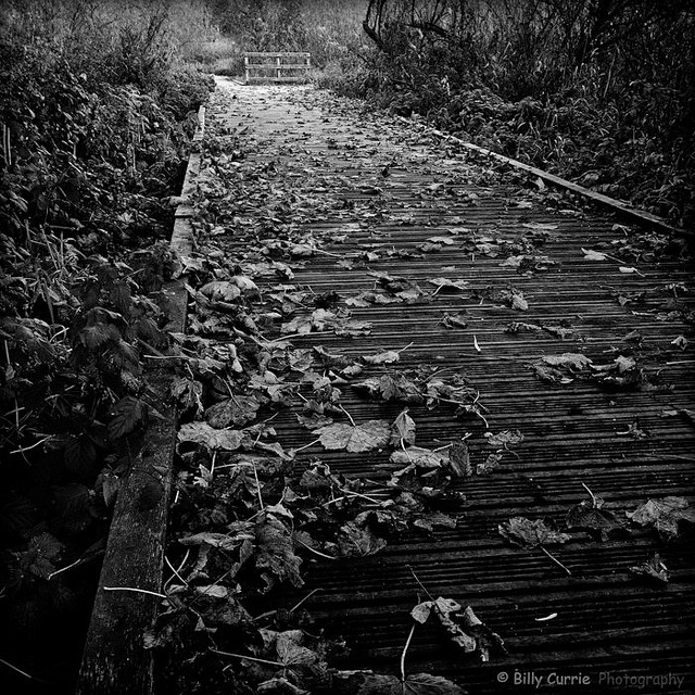 sixohthree:  Autumn Path (by Billy Currie) 