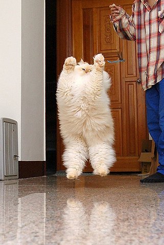 Aw Yeah Pudgy Kitties!