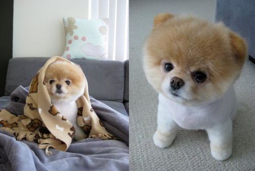 stfushawty:  One day.. I WILL buy a dog cute as that. :( 