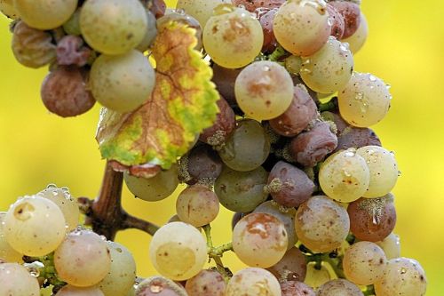 uncertaintimes: Noble rot on Riesling grapes Noble rot (French: pourriture noble; German: Edelfä