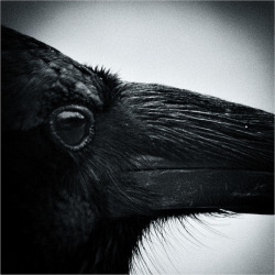 constantflux:  Nevermore (by josefontheroad)