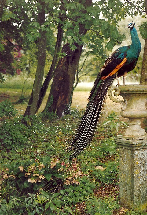 sixohthree:
“ { wit + delight }: peacock
”