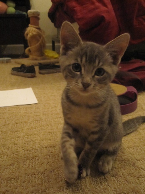 fuckyeahfelines:  This is my kitten, James. He will be four months old on the 18th and I’ve had him since he was two weeks old. He’s my little man that I love with all of my heart <3 